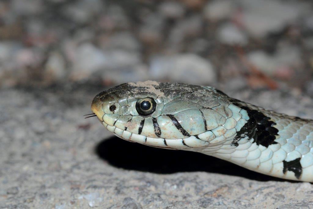 Natrice dal collare adulta